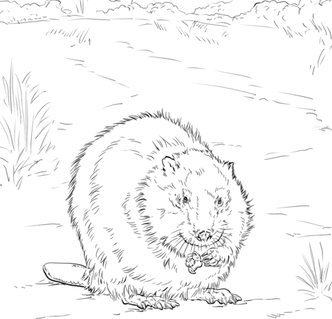 Canadian Beaver Coloring Page